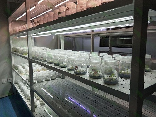 乐东植物组织培养实验室设计建设方案